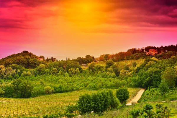 Vineyard at Sunset — Stock Photo, Image