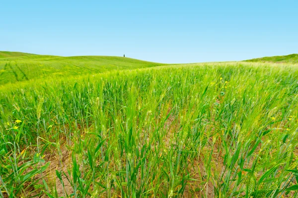 Campos de trigo — Fotografia de Stock