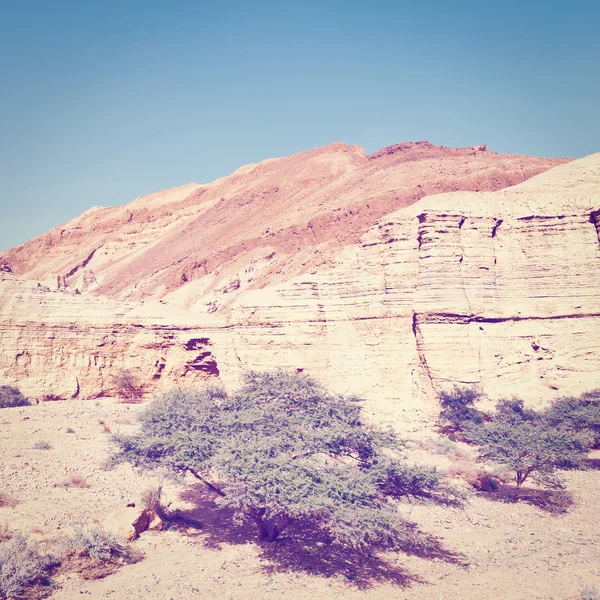 Пустыня весной — стоковое фото