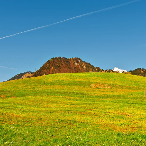 Pastagem alpina — Fotografia de Stock