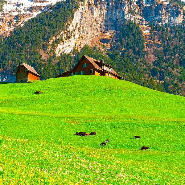 Goats — Stock Photo, Image