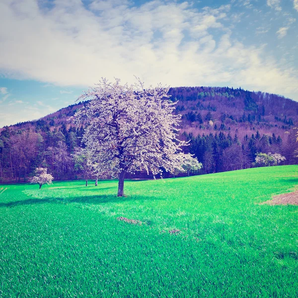 Alberi da fiore — Foto Stock