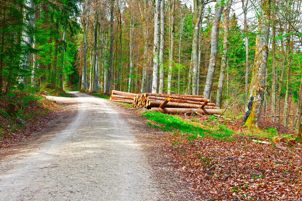 Forest road — Stockfoto