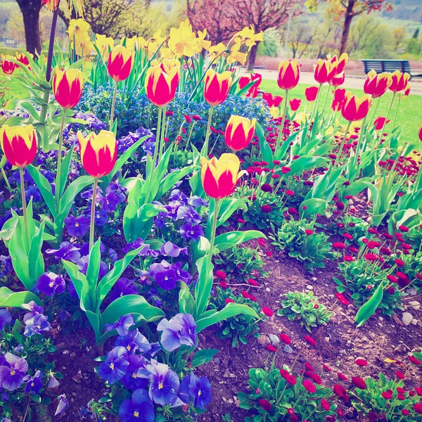 Blomsterrabatt — Stockfoto