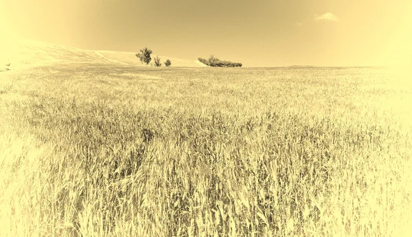 Weizenfelder — Stockfoto