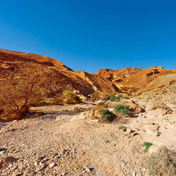 Wüste — Stockfoto