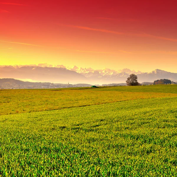 Weide bij zonsondergang — Stockfoto