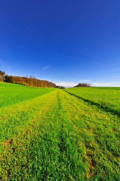 Cut Grass — Stock Photo, Image