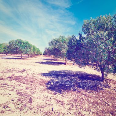 Olive grove