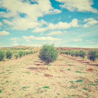 Olive grove