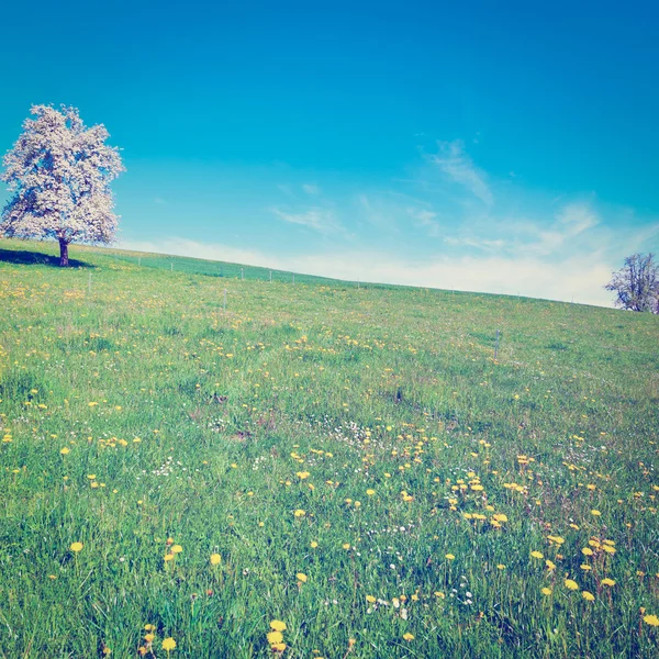 Tree — Stock Photo, Image