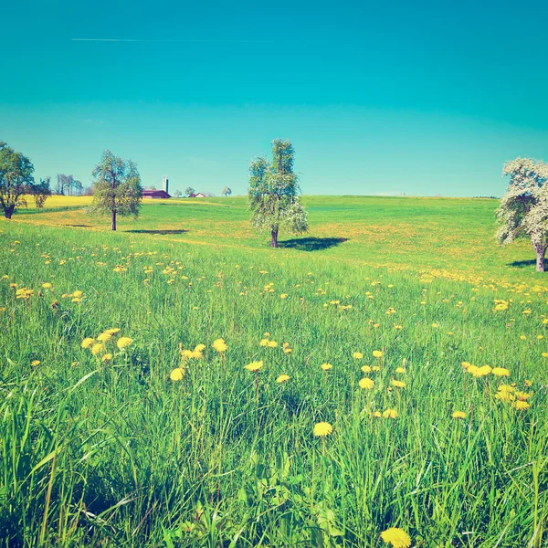 Weiden — Stockfoto