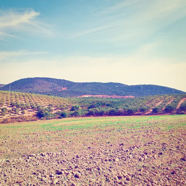 Olive grove — Stok fotoğraf