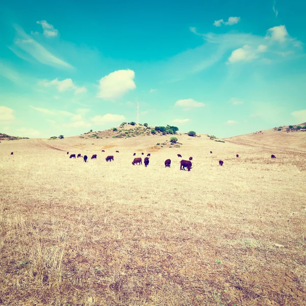 Cows — Stock Photo, Image