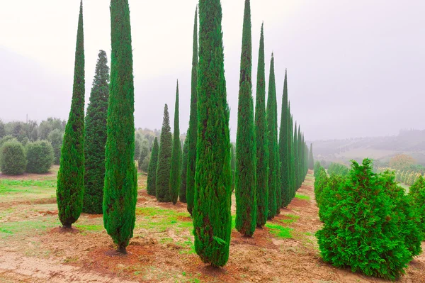 Cipreses en el jardín de infancia en Toscana en un día lluvioso —  Fotos de Stock