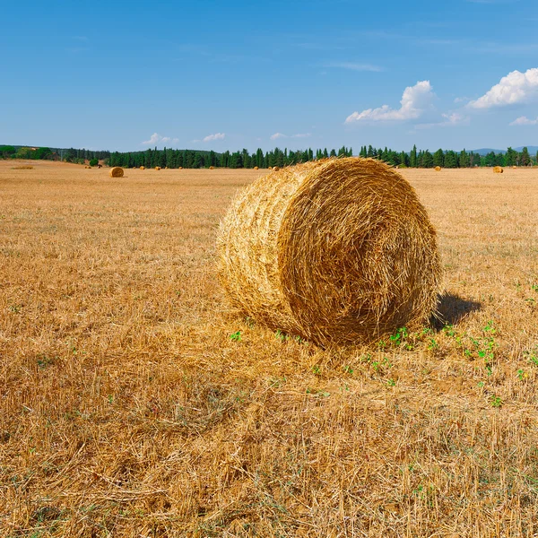 Pacas de heno — Foto de Stock