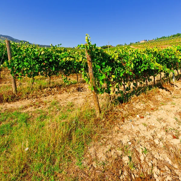 Vineyard — Stock Photo, Image