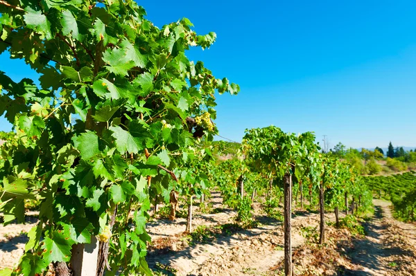 Vineyard — Stock Photo, Image