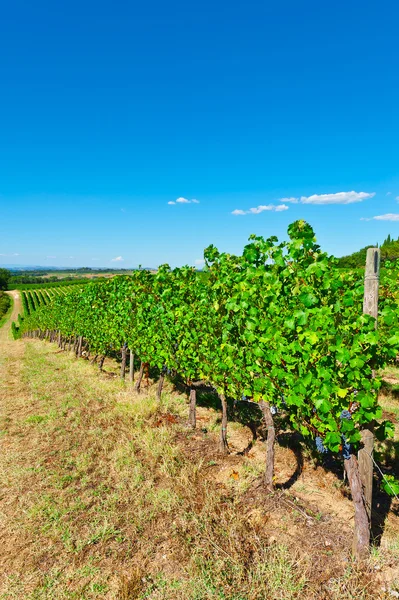 Chianti — Foto Stock