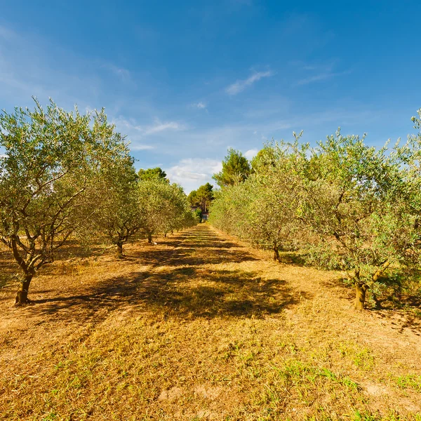 Olive Groves — Stock Photo, Image