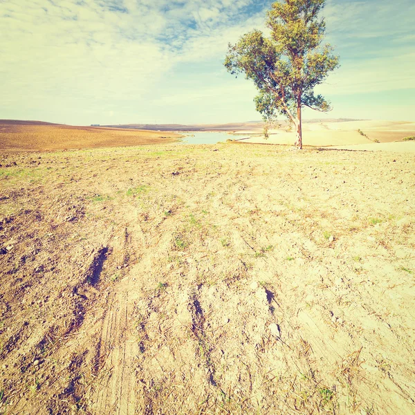 Pond — Stock Photo, Image