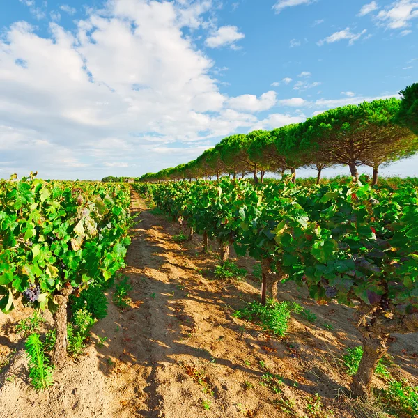 Autunno in Francia — Foto Stock