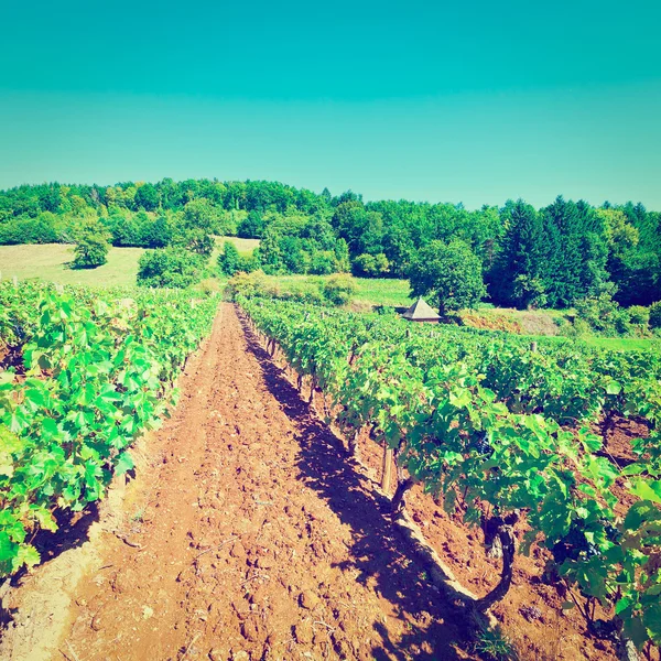 Vignoble — Photo