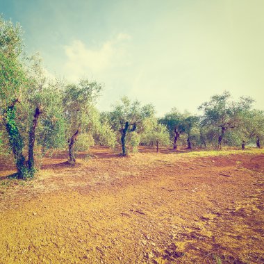 Olive grove
