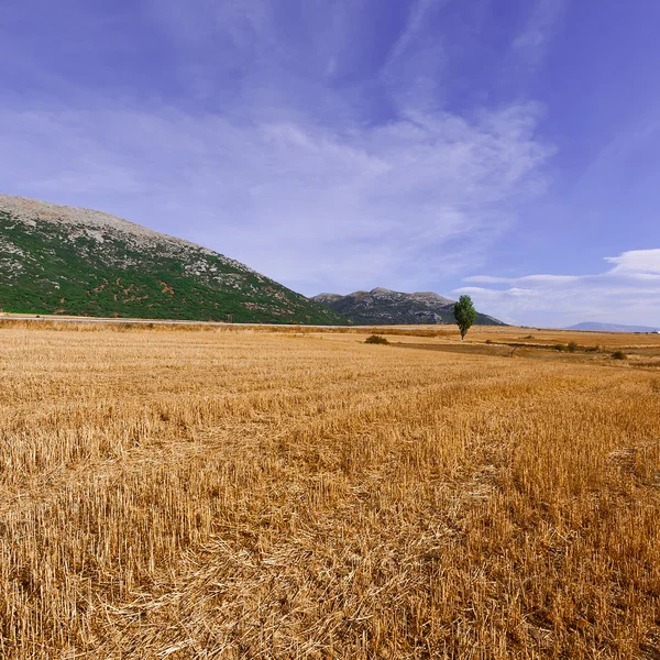 Fields — Stock Photo, Image