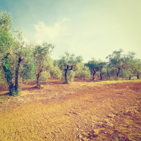 Olive grove