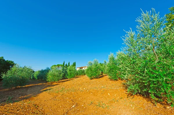 Olive Grove — Stock Photo, Image