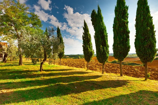 Vicolo dei cipressi — Foto Stock