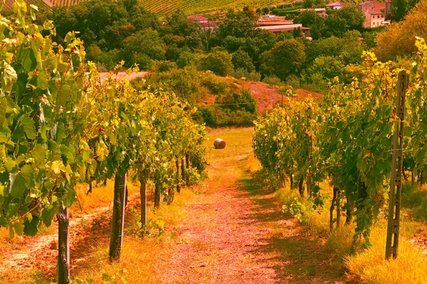 Üzüm bağı — Stok fotoğraf