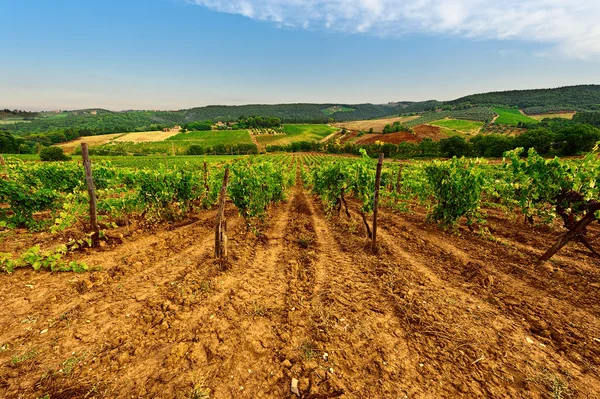 Weinberg — Stockfoto