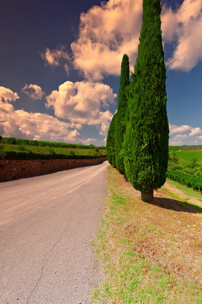 Hill of Tuscany with Vineyards and Cypresses — Stock Photo, Image