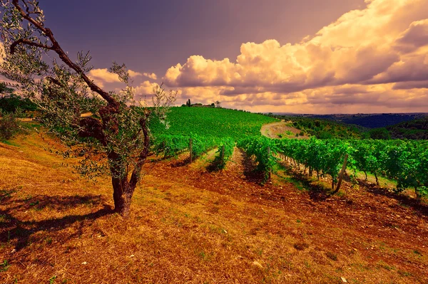 Vineyard — Stock Photo, Image