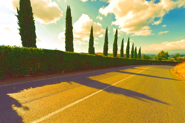 Асфальтобетонна дорога і кипариси на Sunse — стокове фото