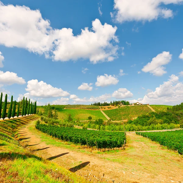 Heuvel van Toscane met wijngaarden en cipressen — Stockfoto