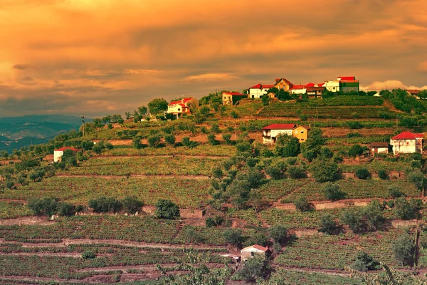 Vinhas — Fotografia de Stock