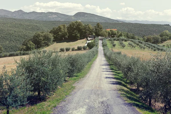 Allée des oliviers — Photo