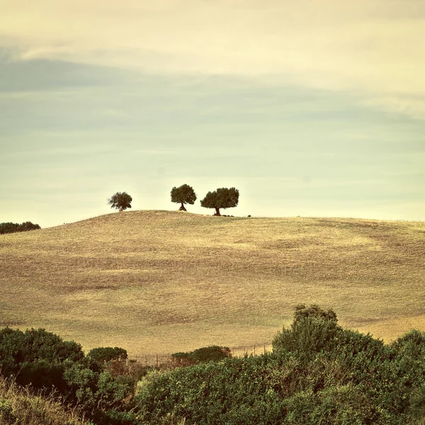 Ağaçlar — Stok fotoğraf