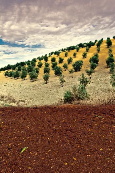 Oliveto — Foto Stock