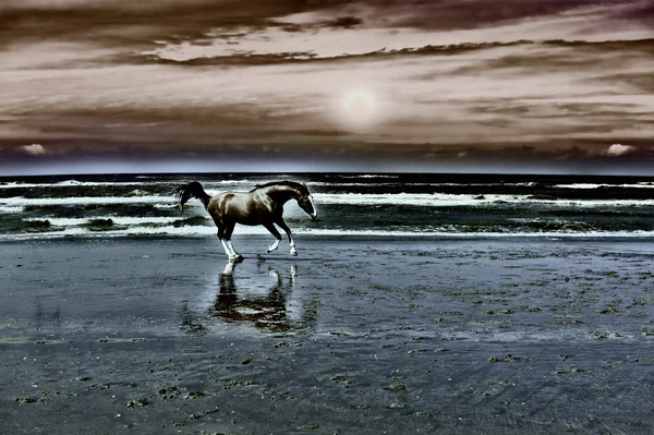 Dancing Horse — Stock Photo, Image