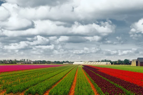Поля тюльпанов — стоковое фото
