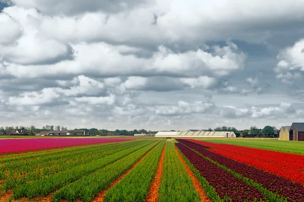 Velden van tulpen — Stockfoto