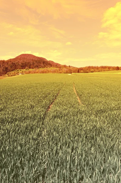 Pastures — Stock Photo, Image