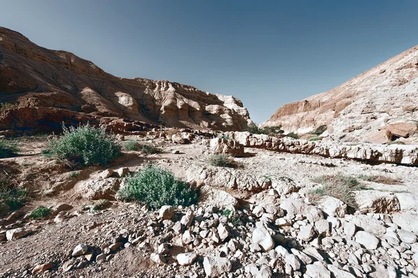 Deserto — Foto Stock