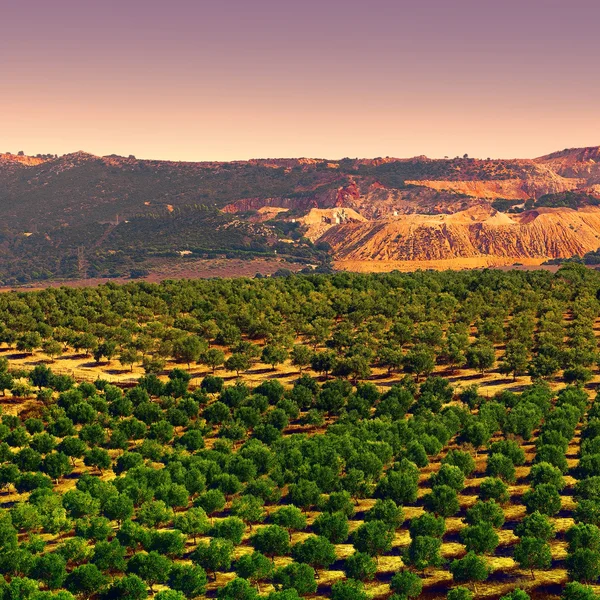 Olive plantagen — Stockfoto