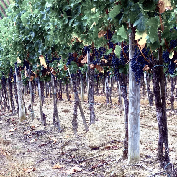 Vignoble en Italie — Photo