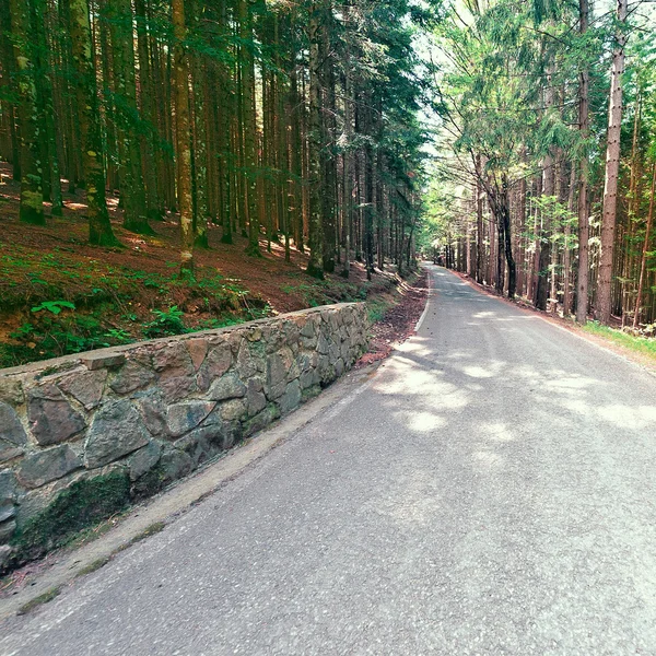 Forest Road in Italië — Stockfoto